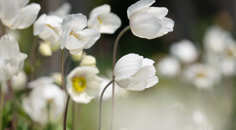 Fleurs blanches