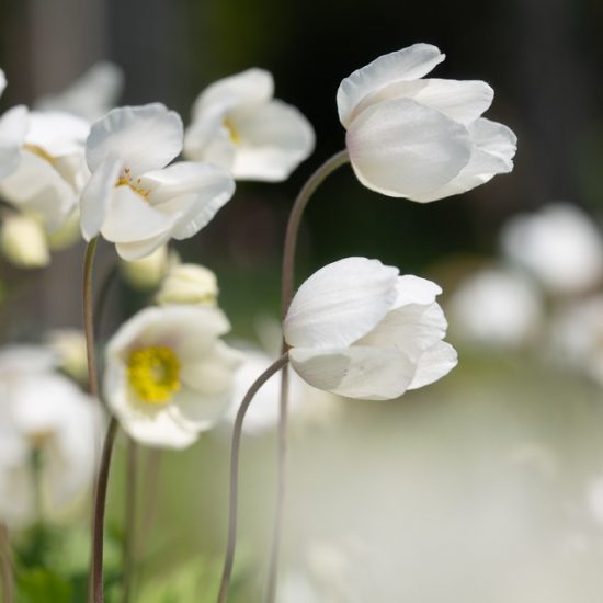 Fleurs blanches